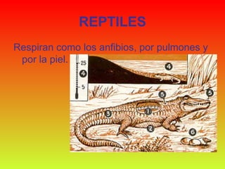REPTILES Respiran como los anfibios, por pulmones y por la piel.  