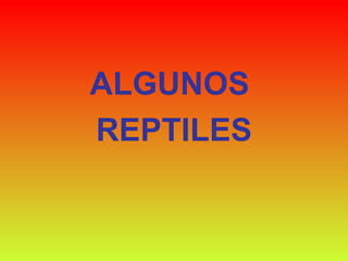 ALGUNOS  REPTILES 