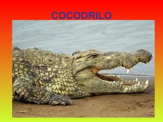 COCODRILO 