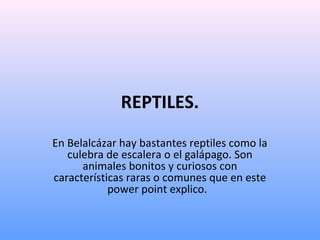 REPTILES.
En Belalcázar hay bastantes reptiles como la
culebra de escalera o el galápago. Son
animales bonitos y curiosos con
características raras o comunes que en este
power point explico.
 