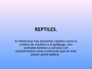 REPTILES.
En Belalcázar hay bastantes reptiles como la
culebra de escalera o el galápago. Son
animales bonitos y curiosos ...