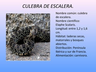 CULEBRA DE ESCALERA.
Nombre común: culebra
de escalera.
Nombre científico:
Elaphe Scalaris.
Longitud: entre 1,2 y 1,6
cm.
...