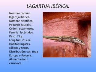 LAGARTIJA IBÉRICA.
Nombre común:
lagartija ibérica.
Nombre científico:
Podarcis Muralis.
Orden: escamosos.
Familia: lacért...
