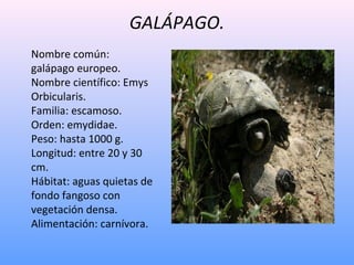 GALÁPAGO.
Nombre común:
galápago europeo.
Nombre científico: Emys
Orbicularis.
Familia: escamoso.
Orden: emydidae.
Peso: h...