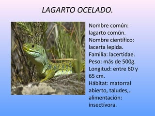 LAGARTO OCELADO.
Nombre común:
lagarto común.
Nombre científico:
lacerta lepida.
Familia: lacertidae.
Peso: más de 500g.
L...