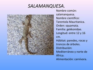 SALAMANQUESA.
Nombre común:
salamanquesa.
Nombre científico:
Tarentola Mauritanica.
Orden: squamata.
Familia: gekkonidae.
...