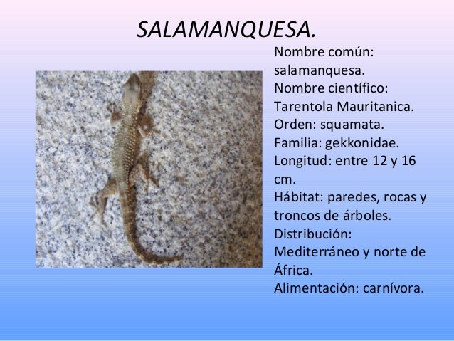 Porque Los Reptiles Reciben Ese Nombre