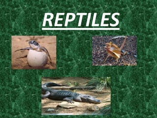 REPTILES
 