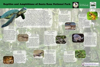 Reptiles and Amphibians of Santa Rosa National Park
Santa Rosa National Park is home to
a huge diversity of reptiles and amphibians.
They range from the everyday Leopard Frog to
the magnificent Green Sea Turtle! These amazing
creatures play a critical role in the environment: they
are both predator and prey to many other animals.
However, they exist in a delicate balance. Reptiles and
amphibians are known as “indicator species” because
they are incredibly sensitive to the health of their environment.
Increasing habitat destruction, pollution, and human exploitation are
threatening the existance of these animals. As you explore Santa Rosa,
keep your eyes peeled for the reptiles and amphibians that still abound
in the park!Green Sea Turtle
Tortuga negra
(Chelonia mydas)
Among the largest of the sea
turtles, they can grow up to 3 feet
long and weighing as much as 400
pounds! Every year, these ocean-
dwelling reptiles can be seen
laying eggs on the coasts of Santa
Rosa. Keep your eyes peeled, but
remember to only look so as not
to disturb these gentle creatures!
Every year, many of them are
killed in the trawls of shrimp
vessels.
American Crocodile
Cocodrilo americano
(Crocodylus acutus)
The crocodile is the top predator
in Santa Rosa’s waterways.
These large reptiles are swift and
silent in the water as they hunt
everything from small fish to
large mammals drinking at the
waters edge. The large males can
be quite dangerous
Stauffer’s Treefrog
Ranita de Stauffer
(Scinax staufferi)
During the rainy
season these charming
frogs will be laying
their eggs in small,
temporary pools in Santa Rosa.
These frogs are often spotted in
our campground bathrooms or
clinging to branches in puddles
during the rainy season. See if you
can spot any!
Leaf-Toed Gecko
Gueco tuberculoso
(Phyllodactylus tuberculosus)
These delicately built geckos
are excellent climbers due
to their specialized toes!
Mostly active at night, you
can sometimes spot them
climbing around rocks in search of
small insects. But don’t be fooled by
their cousins, the Asian Gecko, who
competes with the native geckos for
food!
Spiny-Tailed Iguana
Garrobo
(Ctenosaura similis)
This iguana is an excellent
climber, though it is often seen
on the ground. They have
been excessively hunted for
food, but their numbers are
slowly coming back. Look for
the distinctive keeled scales
on their long tails to identify
these long lizards. Some males
have been known to grow
over 1.5 meters!
Rosebelly Spiny Lizard
Lagartija espinosa variable
(Sceloporus variabilis)
These small lizards are a
particularly beautiful and
graceful animal. They are
mostly brown with light spots
and two light brown stripes
on their backs. It’s the males
who have that striking red tint
to their belly! You can often spot
them climbing around rocks or tree
trunks as they hunt for insects.
Brown Vine Snake
Bejuquilla café
(Oxybelis aeneus)
True to its name, this slender
snake is often mistaken for a
vine as it hunts for birds and
lizards amoung the trees. As
you hike through the park,
look for these cleverly disguised
snakes in the wet forest areas.
Photo Courtesy Of:
Dr. Tim Burkhardt, 2005
Photo Courtesy Of:
Anywhere Costa Rica by
Pompilro Campos
Cane Toad
Sapo gigante
(Bufo marinus)
This giant toad is hard to miss!
Growing to an average of 10-
15cm, the Cane Toad eats
everything from spiders, slugs,
snails, other frogs, lizards, and
even mice and rats! You can
find them in dryer habitats than
frogs, and they usually come out
at night.
Olive Ridley Turtle
Tortuga lora
(Lepidochelys olivacea)
The smallest of the sea turtles, the
Olive Ridley still grows to about
45 kg and about 65 cm long! They
are solitary creatures, known to
migrate thousands of miles alone.
Santa Rosa is one of only a few
beaches in the American tropics
where you can see mass nestings
of these turtles, known as arribadas!
Photo Courtesy Of:
Tim Martin
naturepl.com
Photo Courtesy Of:
Christian Mehlfuhrer,
2007
Photo Courtesy Of:
Diana-Terry Hibbitts,
2012
Photo Courtesy Of:
ShareAlike 2.5 by Maciej
Pabijan
Photo Courtesy Of:
Lorenzo Menendez,
National Geographic
Photo Courtesy Of:
Roman Pashkeev
Photo Courtesy Of:
Brian Gatwicke
This poster was created by Environmental
Education students at UWSP as part of their
capstone experience.
 