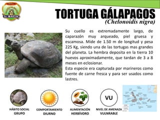 TORTUGA GÁLAPAGOS(Chelonoidis nigra)
Su cuello es extremadamente largo, de
caparazón muy arqueado, piel gruesa y
escamosa. Mide de 1.50 m de longitud y pesa
225 Kg, siendo una de las tortugas mas grandes
del planeta. La hembra deposita en la tierra 10
huevos aproximadamente, que tardan de 3 a 8
meses en eclosionar.
Esta especie era capturada por marineros como
fuente de carne fresca y para ser usados como
lastres.
VU
NIVEL DE AMENAZA
VULNRABLE
HÁBITO SOCIAL
GRUPO
COMPORTAMIENTO
DIURNO
ALIMENTACIÓN
HERBÍVORO
 