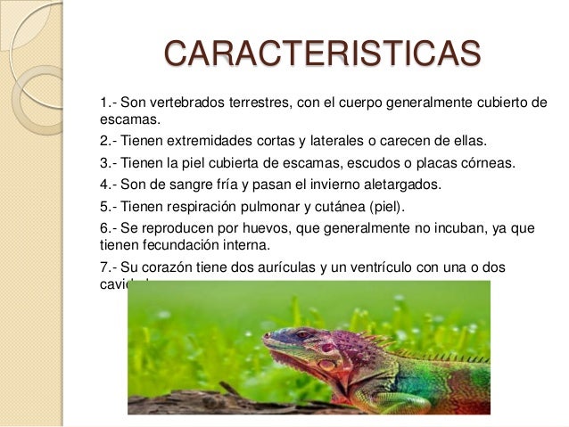 Reptiles