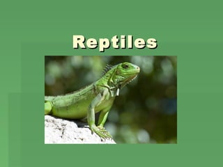 Reptiles

 