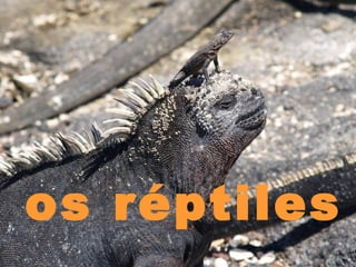 os réptiles

 