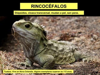 RINCOCÉFALOS
Diápsidos, cloaca transversal, mudan a pel, sen pene.

Tuatara. Vive en Nova Celandia. Algúns exemplares superan os 112 anos.

 