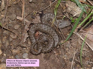 Víbora de Seoane (Vipera seoanei).
Endemismo ibérico que se atopa
por toda Galicia.

 