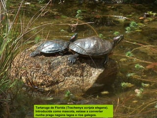 Tartaruga de Florida (Trachemys scripta elegans).
Introducida como mascota, estase a converter
nunha praga nagúns lagos e ríos galegos.

 