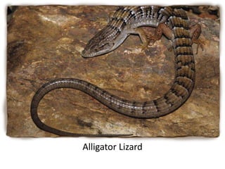 Alligator Lizard