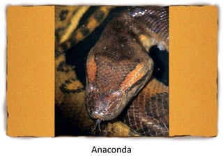 Anaconda