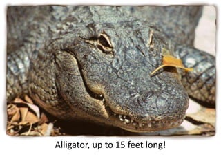 Alligator, up to 15 feet long!