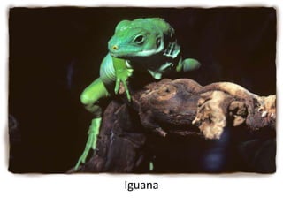 Iguana