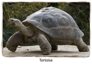 Tortoise