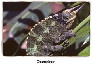 Chameleon