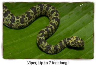 Viper, Up to 7 feet long!