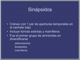 Sinápsidos
• Cráneo con 1 par de aperturas temporales en
el cachete bajo
• Incluye formas extintas y mamíferos
• Fue el primer grupo de amniontes en
diversificarse
pelicosaurios
terápsidos
mamíferos
 