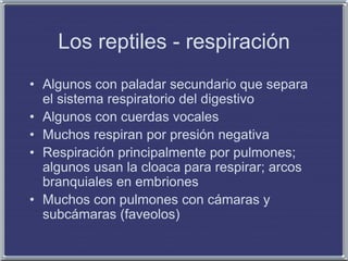 Los reptiles - respiración
• Algunos con paladar secundario que separa
el sistema respiratorio del digestivo
• Algunos con cuerdas vocales
• Muchos respiran por presión negativa
• Respiración principalmente por pulmones;
algunos usan la cloaca para respirar; arcos
branquiales en embriones
• Muchos con pulmones con cámaras y
subcámaras (faveolos)
 