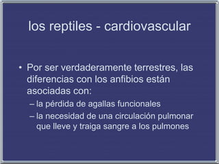los reptiles - cardiovascular
• Por ser verdaderamente terrestres, las
diferencias con los anfibios están
asociadas con:
– la pérdida de agallas funcionales
– la necesidad de una circulación pulmonar
que lleve y traiga sangre a los pulmones
 