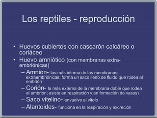 Los reptiles - reproducción
• Huevos cubiertos con cascarón calcáreo o
coriáceo
• Huevo amniótico (con membranas extra-
embriónicas)
– Amnión- las más interna de las membranas
extraembriónicas; forma un saco lleno de fluido que rodea al
embrión
– Corión- la más externa de la membrana doble que rodea
al embrión; asiste en respiración y en formación de vasos)
– Saco vitelino- envuelve al vitelo
– Alantoides- funciona en la respiración y excreción
 