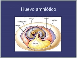 Huevo amniótico
 