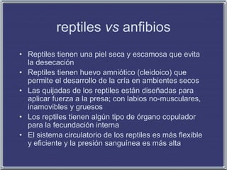 reptiles vs anfibios
• Reptiles tienen una piel seca y escamosa que evita
la desecación
• Reptiles tienen huevo amniótico (cleidoico) que
permite el desarrollo de la cría en ambientes secos
• Las quijadas de los reptiles están diseñadas para
aplicar fuerza a la presa; con labios no-musculares,
inamovibles y gruesos
• Los reptiles tienen algún tipo de órgano copulador
para la fecundación interna
• El sistema circulatorio de los reptiles es más flexible
y eficiente y la presión sanguínea es más alta
 