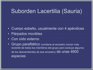 Suborden Lacertilia (Sauria)
• Cuerpo esbelto, usualmente con 4 apéndices
• Párpados movibles
• Con oído externo
• Grupo parafilético (contiene el ancestro común más
reciente de todos los miembros del grupo pero excluye algunos
de los descendientes de ese ancestro) de unas 4600
especies
 