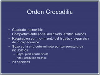 Orden Crocodilia
• Cuadrato inamovible
• Comportamiento social avanzado; emiten sonidos
• Respiración por movimiento del hígado y expansión
de la caja torácica
• Sexo de la cría determinado por temperatura de
incubación
– Bajas, producen hembras
– Altas, producen machos
• 23 especies
 