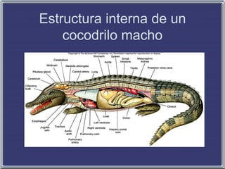 Estructura interna de un
cocodrilo macho
 