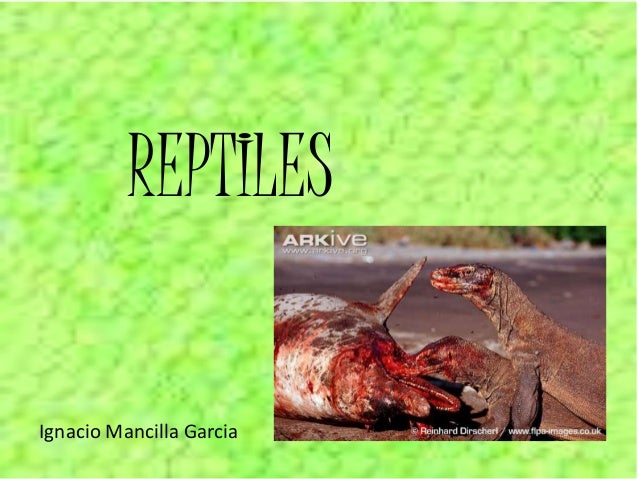 Porque Los Reptiles Reciben Ese Nombre