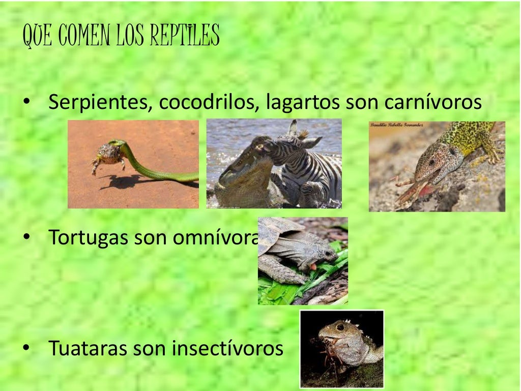 Reptiles