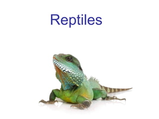 Reptiles 
 