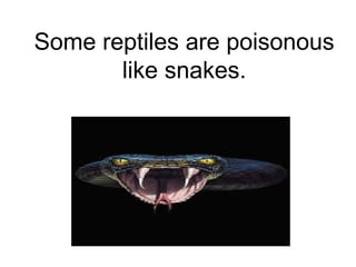 Some reptiles are poisonous 
like snakes. 
 
