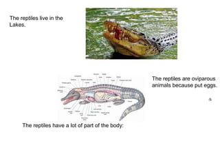 The reptiles live in the 
Lakes. 
The reptiles have a lot of part of the body: 
The reptiles are oviparous 
animals because put eggs. 
 