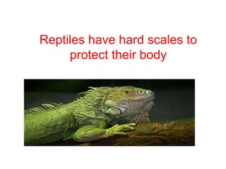 Reptiles have hard scales to 
protect their body 
 