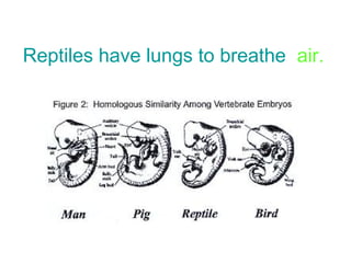 Reptiles have lungs to breathe air. 
 
