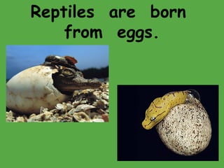 Reptiles are born
from eggs.
 