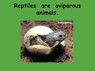 Reptiles are oviparous
animals.
 