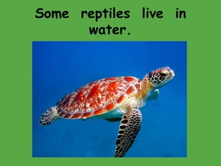 Some reptiles live in
water.
 