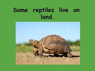 Some reptiles live on
land.
 
