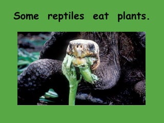 Some reptiles eat plants.
 