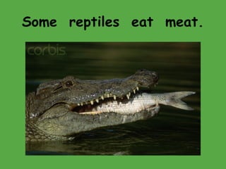 Some reptiles eat meat.
 