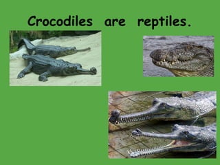 Crocodiles are reptiles.
 